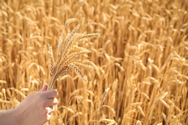 Beautiful Woman Wheat Spikelets Field Sunny Day — Stock Photo, Image