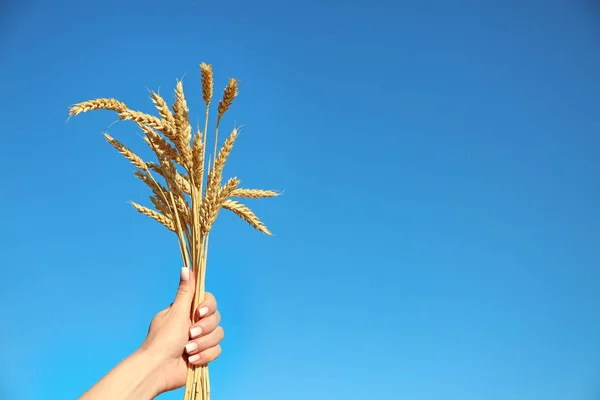 Beautiful Woman Wheat Spikelets Sky Background — Stock Photo, Image