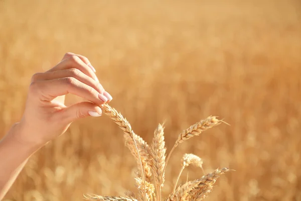 Beautiful Woman Touching Wheat Spikelets Field Sunny Day — Stock Photo, Image