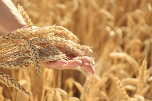 Beautiful Woman Wheat Spikelets Field Sunny Day Closeup — Stock Photo, Image