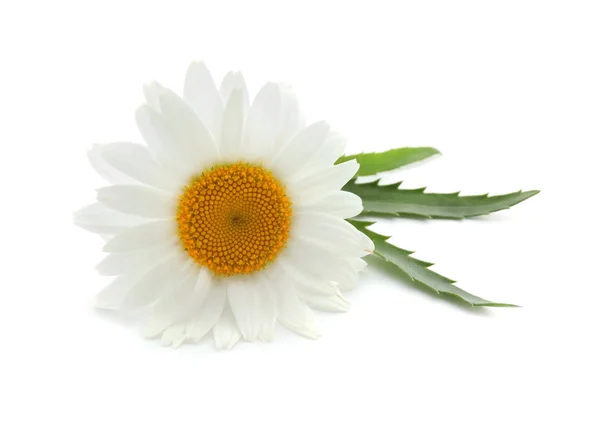 Krásný Heřmánkový Květ Bílém Pozadí — Stock fotografie