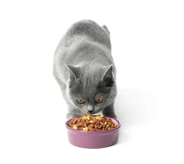 Lindo Gato Comiendo Cuenco Sobre Fondo Blanco — Foto de Stock