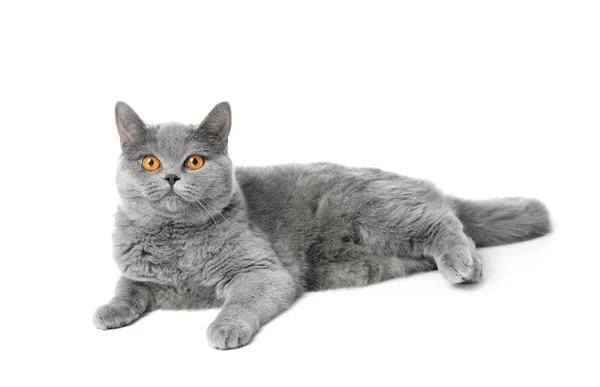 Carino Gatto Britannico Shorthair Sfondo Bianco — Foto Stock