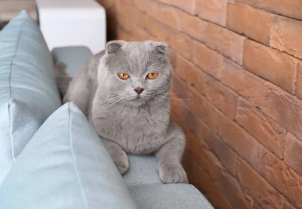 Cute Cat Resting Sofa Indoors — Stock Photo, Image