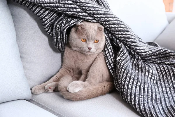 Cute Cat Resting Sofa Indoors — Stock Photo, Image