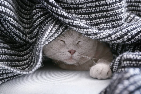 Lindo Gato Descansando Debajo Manta Primer Plano —  Fotos de Stock