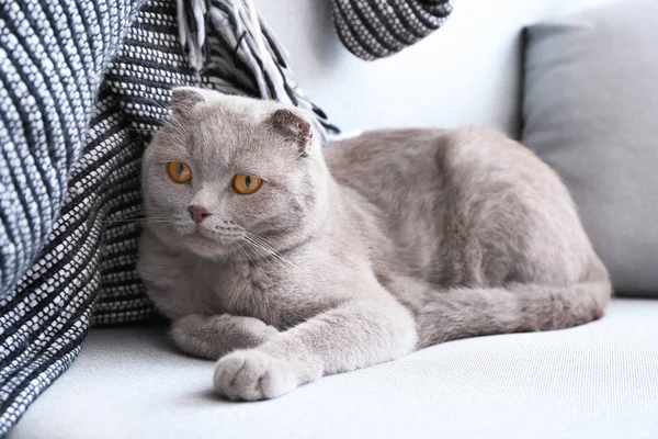 Roztomilý Kočka Odpočívá Gauči Doma — Stock fotografie
