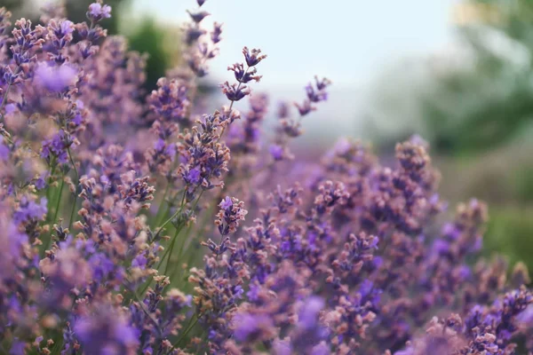 Beautiful Blooming Lavender Summer Day Closeup — Stock Photo, Image