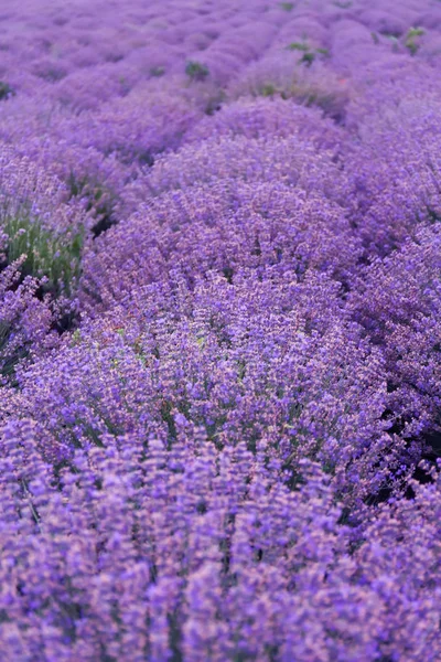 Belo Campo Lavanda Dia Verão — Fotografia de Stock