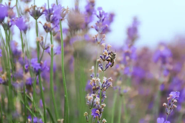 Linda Lavanda Florescente Dia Verão — Fotografia de Stock