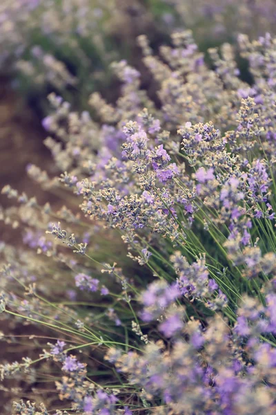 Schöner Blühender Lavendel Einem Sommertag — Stockfoto