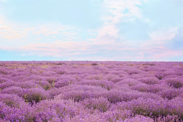 Wunderschönes Lavendelfeld Einem Sommertag — Stockfoto