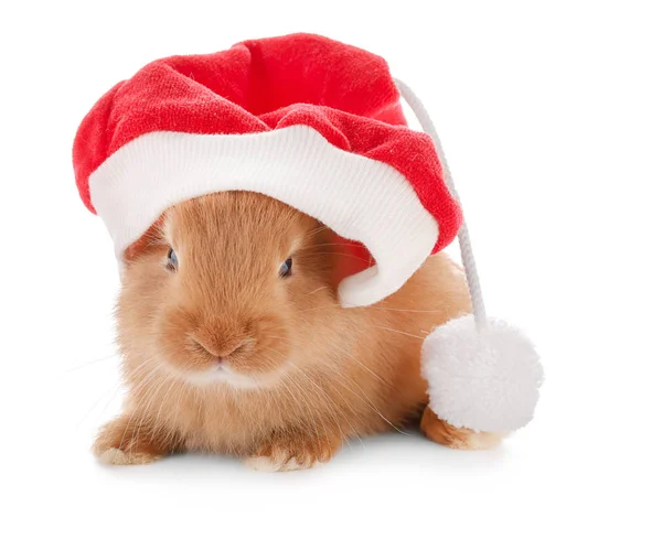 Cute Fluffy Bunny Santa Claus Hat White Background — Stock Photo, Image
