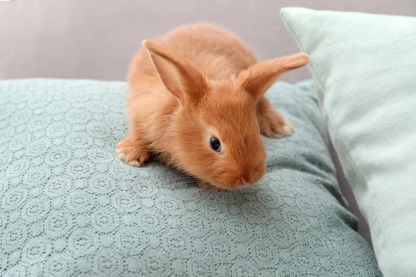 Schattige Fluffy Bunny Sofa Thuis — Stockfoto