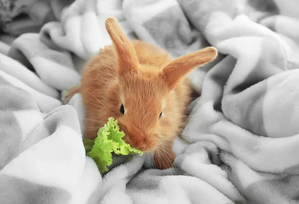 Lindo Conejito Esponjoso Comiendo Lechuga Cuadros Suaves Casa —  Fotos de Stock