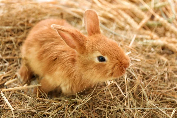 Cute Fluffy Bunny Straw — Stock Photo, Image