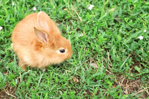 Schattige Fluffy Bunny Groene Gras Buitenshuis — Stockfoto