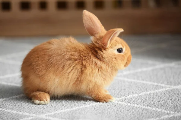 Schattige Fluffy Bunny Verdieping Thuis — Stockfoto