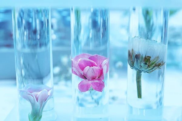 Test Tubes Flowers Rack Closeup — Stock Photo, Image