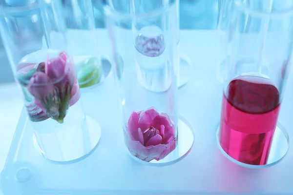 Test Tubes Flowers Rack Closeup — Stock Photo, Image