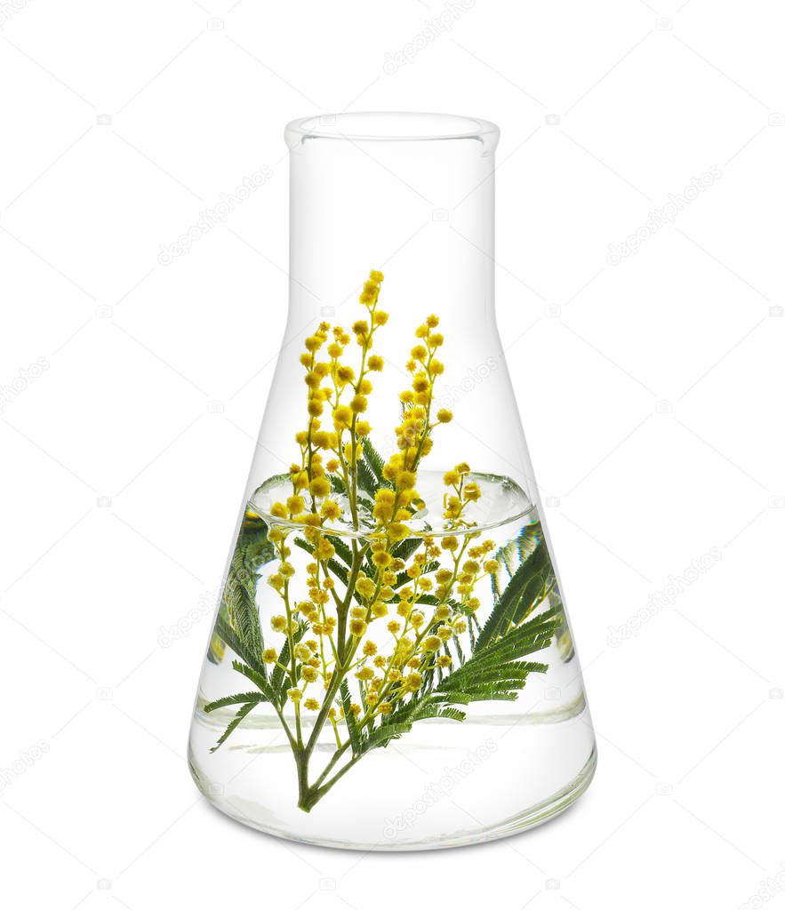 Glass flask with mimosa flowers on white background