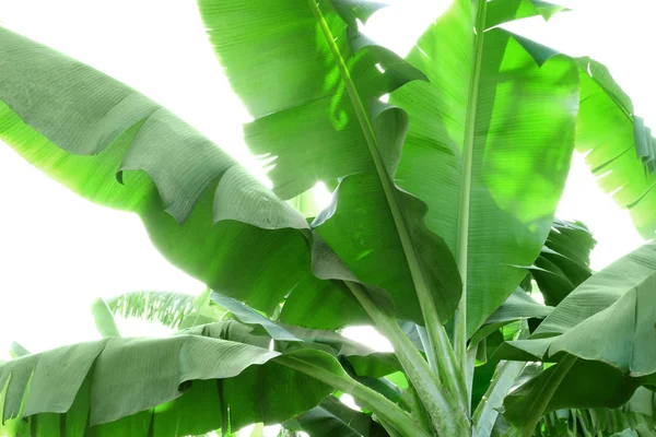 Plantering Banan Palms Tropisk — Stockfoto