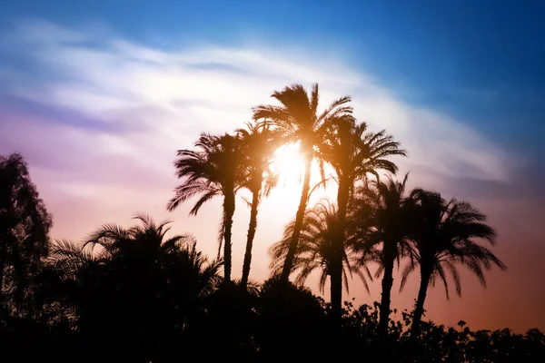 Silhouetten Von Palmen Vor Dunklem Himmel — Stockfoto