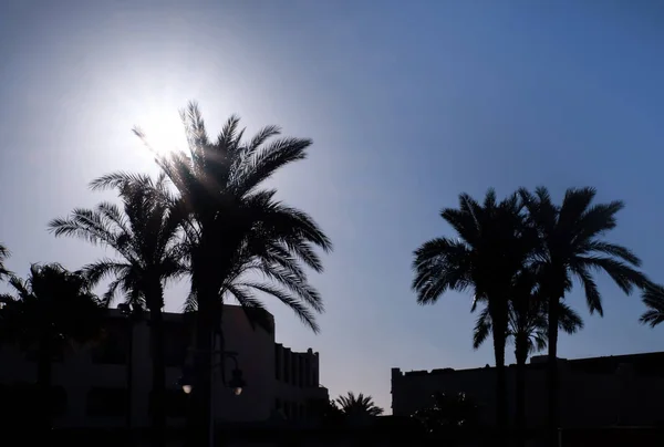 Silhouettes Beautiful Palms Hotel Outdoors — Stock Photo, Image