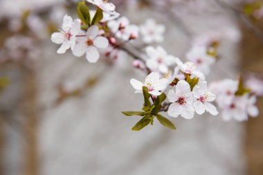 Arka plan bulanık üzerinde çiçek açan çiçekler ile şube