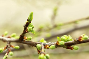 Tree branch with buds on blurred background clipart