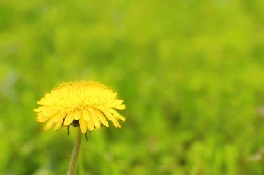 Arka plan bulanık güzel çiçek