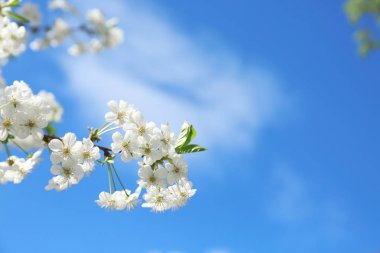 Güzel çiçek açması ağaç dalı mavi gökyüzü karşı