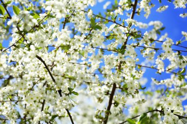 Güneşli güzel çiçek açması ağacının dalları