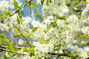 Güneşli güzel çiçek açması ağacının dalları
