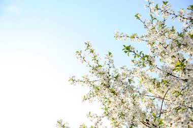 Gökyüzü arka plan üzerinde güzel çiçek açması ağaç