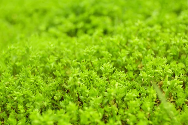 Fresh Green Grass Outdoors — Stock Photo, Image