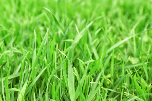 Fresh Green Grass Outdoors — Stock Photo, Image