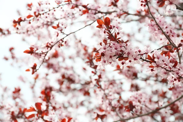 Beautiful Blossoming Branches Outdoors — Stock Photo, Image