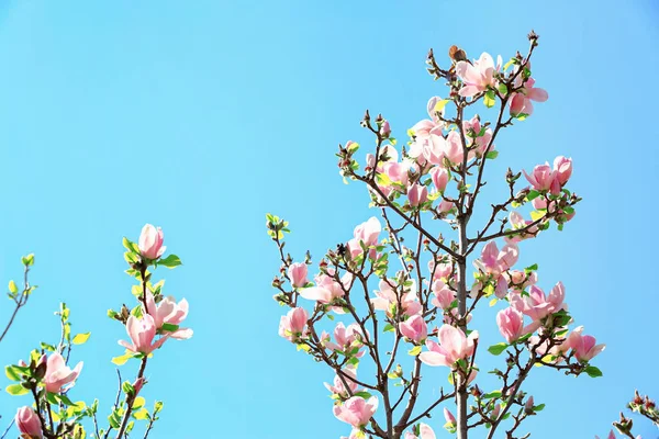 Magnolia Pięknie Kwitnąć Przeciw Błękitne Niebo — Zdjęcie stockowe