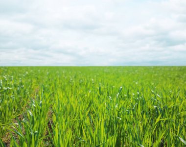 Güneşli bahar gününde yeşil alan