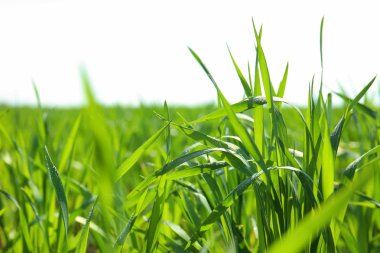 Sıska genç yeşil buğday çiy ile üstünde güneşli bahar günü