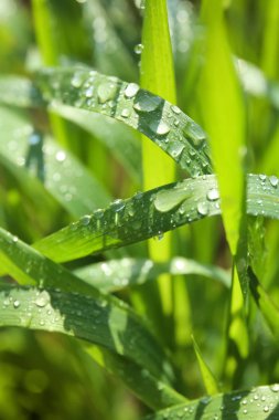 Sıska genç yeşil buğday çiy ile üstünde güneşli bahar günü