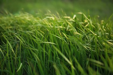 Bahar gününde gür yeşil çimen