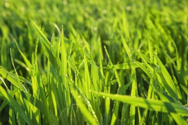Sıska genç yeşil buğday çiy ile üstünde bahar günü, portre