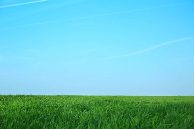 Güneşli bir günde yeşil buğday tarlası