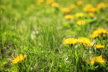 Bahar gününde güzel sarı karahindiba