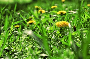 Bahar gününde güzel sarı karahindiba