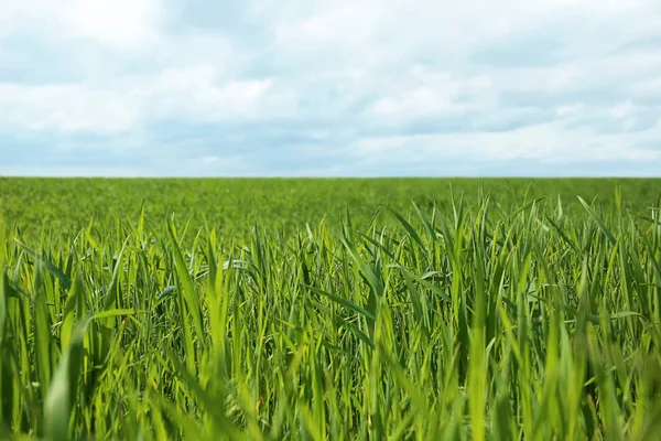 Green Field Sunny Spring Day — Stock Photo, Image