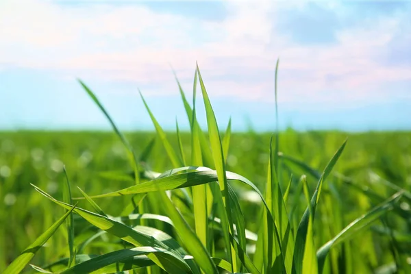 Green Field Sunny Spring Day — Stock Photo, Image