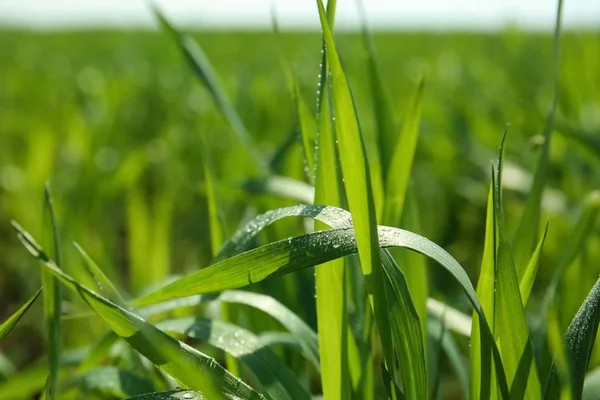 Young Green Wheat Dew Drops Sunny Spring Day — Stock Photo, Image